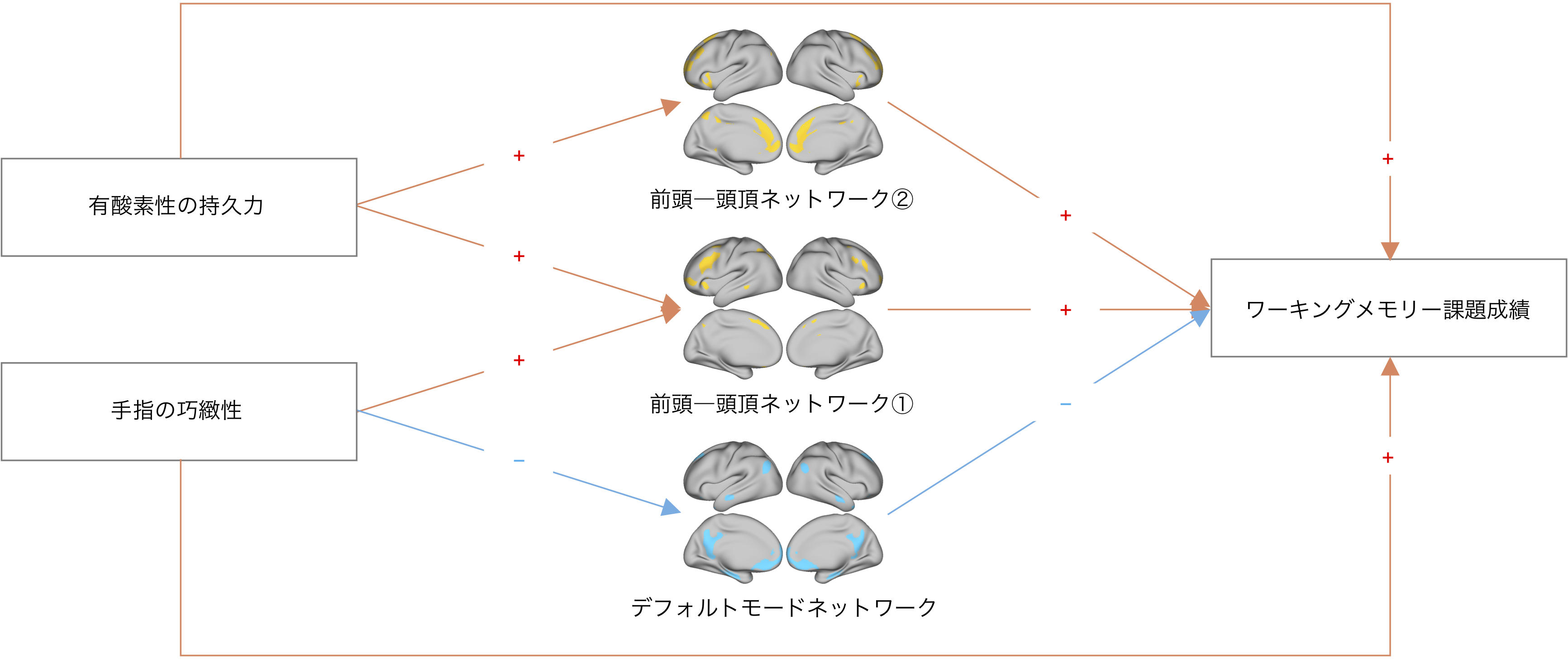 玉川大学脳科学研究所 研究成果「身体機能の高い人が、認知機能を高めている」脳の働きを解明 -- 科学雑誌''NeuroImage''に論文を発表