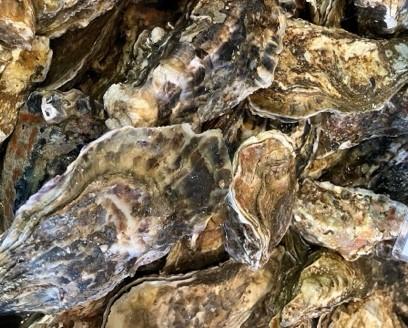 【大阪樟蔭女子大学】■大学近辺の飲食店とコラボして下町フードスケープを盛り上げる企画！■牡蠣を知るイベント「新春　牡蠣びらき」を開催