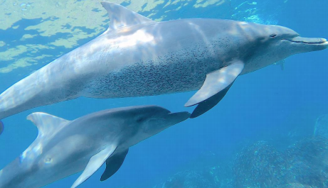 野生ミナミハンドウイルカの斑点模様の年齢や雌雄による違いを発見　生体を傷つけない年齢推定法の開発につながる世界初の研究成果