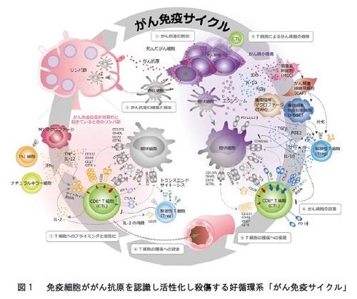 東京医科大学免疫学分野の横須賀忠主任教授ら研究チーム「がん特異的T細胞を抑制するPD-L2の可視化に成功～免疫チェックポイント療法の適応基準や効果判定に期待～」