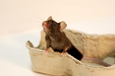 【京都産業大学】うつ・不安症モデルマウスにおいて、情動行動と連動する尿中代謝産物を発見 -- マウスの心が尿でわかる --