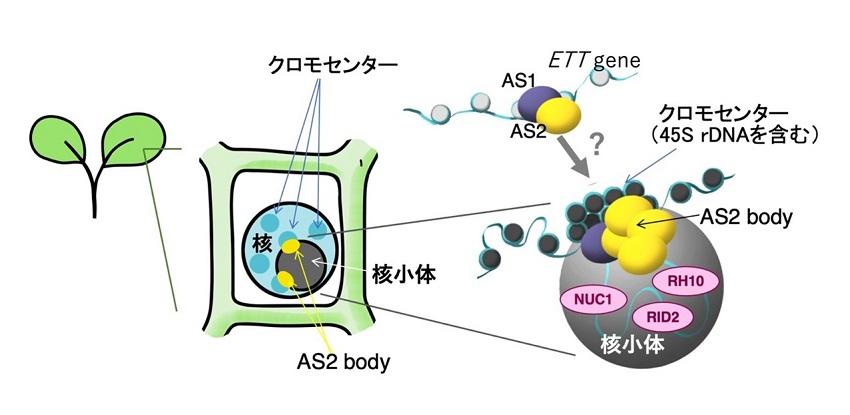 【中部大学】植物の葉の正常な初期成長を支える核小体の役割を解明  -- 環境変化に強い植物の作出に期待 --