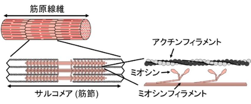 【中部大学】筋肉のバネ振動の新たな解析法を開発し筋肉の波動特性を明らかに　---波動の凹みの挙動という新たな評価指標を発見 ---