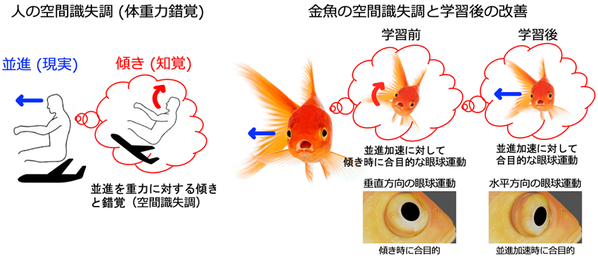 【中部大学】空間識失調の発生と訓練による解消を金魚の実験で確認 -- 航空機操縦ミスの減少などへの応用に期待 --