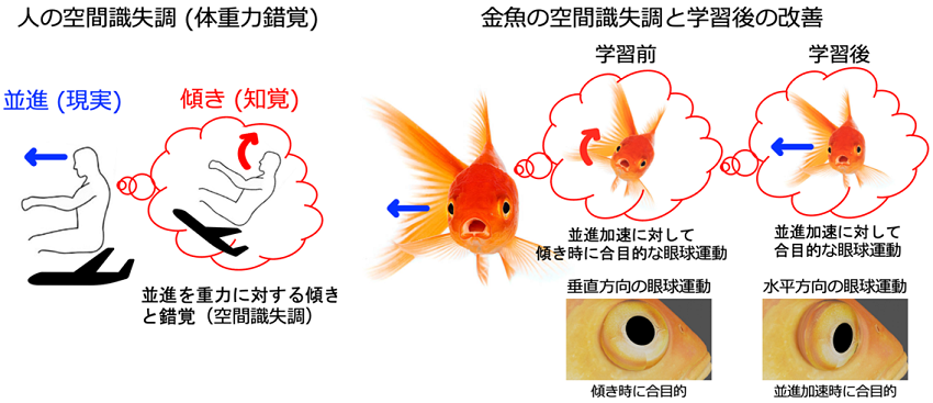 空間識失調の発生と訓練による解消を金魚の実験で確認 -- 航空機操縦ミスの減少などへの応用に期待 --