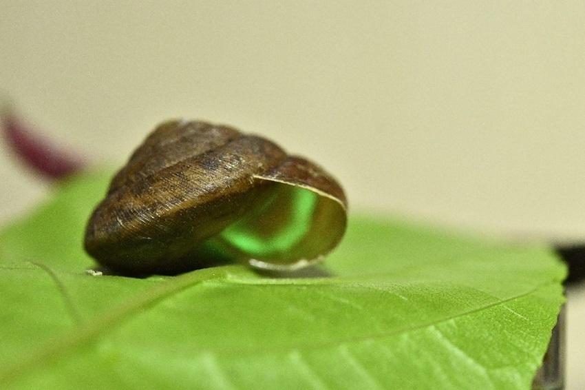 【中部大学】光るカタツムリが「国際軟体動物オブ・ザ・イヤー2024」受賞