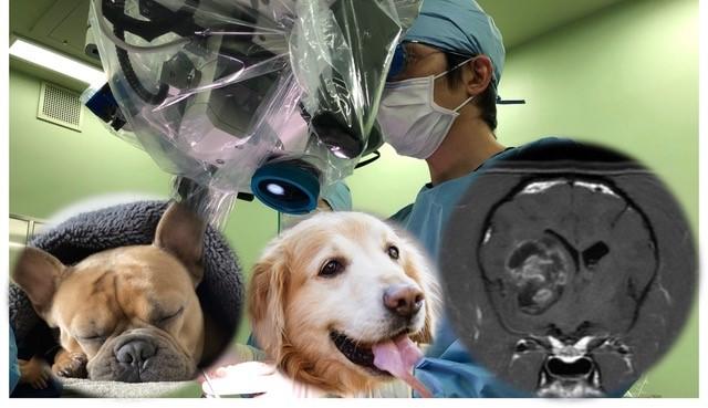 日本獣医生命科学大学が4月10日から5月31日までクラウドファンディングを実施 -- 犬の脳腫瘍治療に負担の少ない新たな方法を見出すための研究プロジェクトへの支援を求める