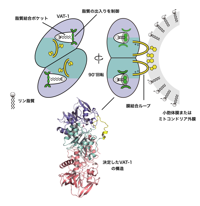 【京都産業大学】オルガネラ（細胞内器官）間のリン脂質輸送に係るヒトのタンパク質「VAT-1」の構造を決定し、その働きを解明 -- 米国科学誌『Journal of Biological Chemistry』に掲載