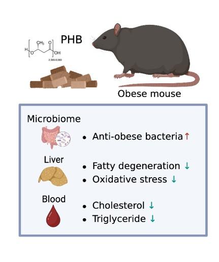 麻布大学、ポリヒドロキシ酪酸による脂質異常症抑制作用を解明