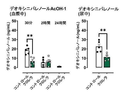 【麻布大学】ヤエヤマクロレラの摂取が、マイコトキシンの排出を促進することを 示す研究結果を確認しました