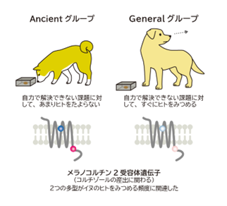 麻布大学、イヌがヒトの最良の友になるための遺伝的な手がかりを発見