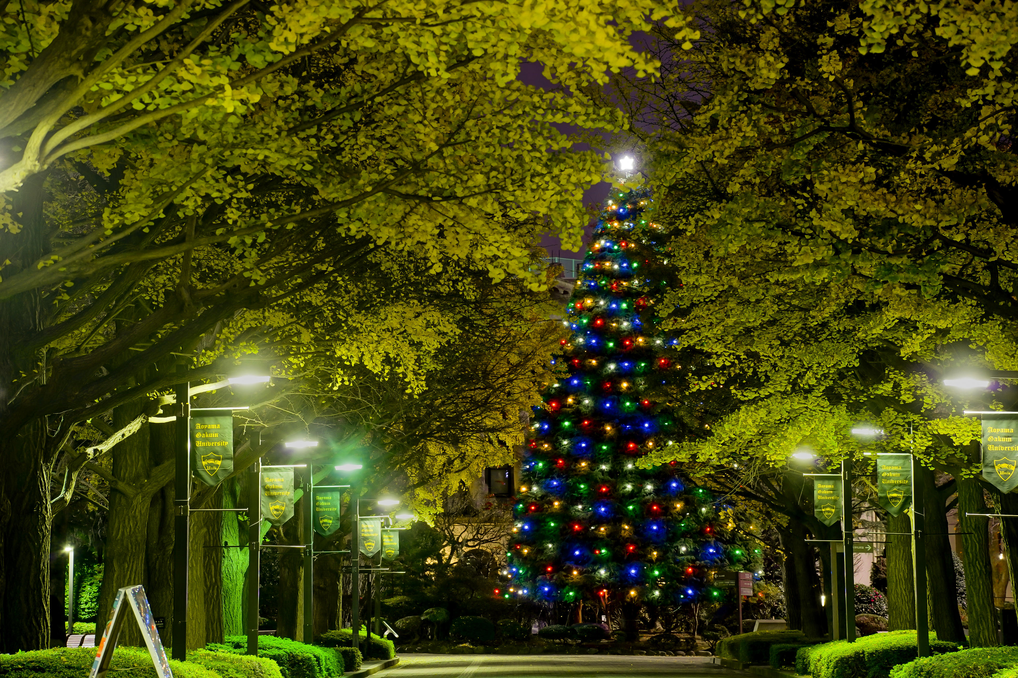 青山学院大学　青山・相模原両キャンパスでクリスマス・ツリー点火祭をオンラインで開催