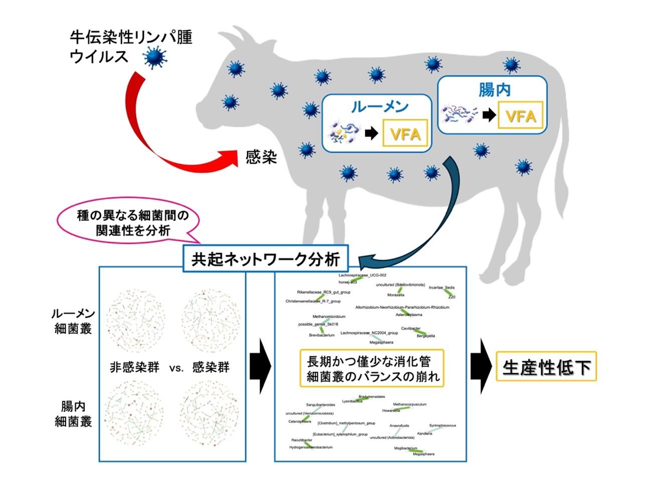 麻布大学、岡山大学、宮崎大学の研究グループが牛伝染性リンパ腫ウイルス感染による消化管細菌叢の変化を発見