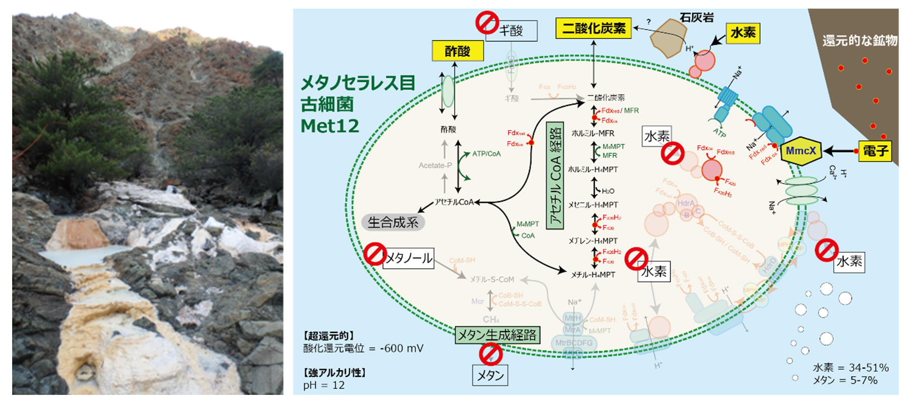 地下深部の極限的な環境に常識外れな古細菌を発見－メタン生成古細菌がメタン生成能を失う適応進化－