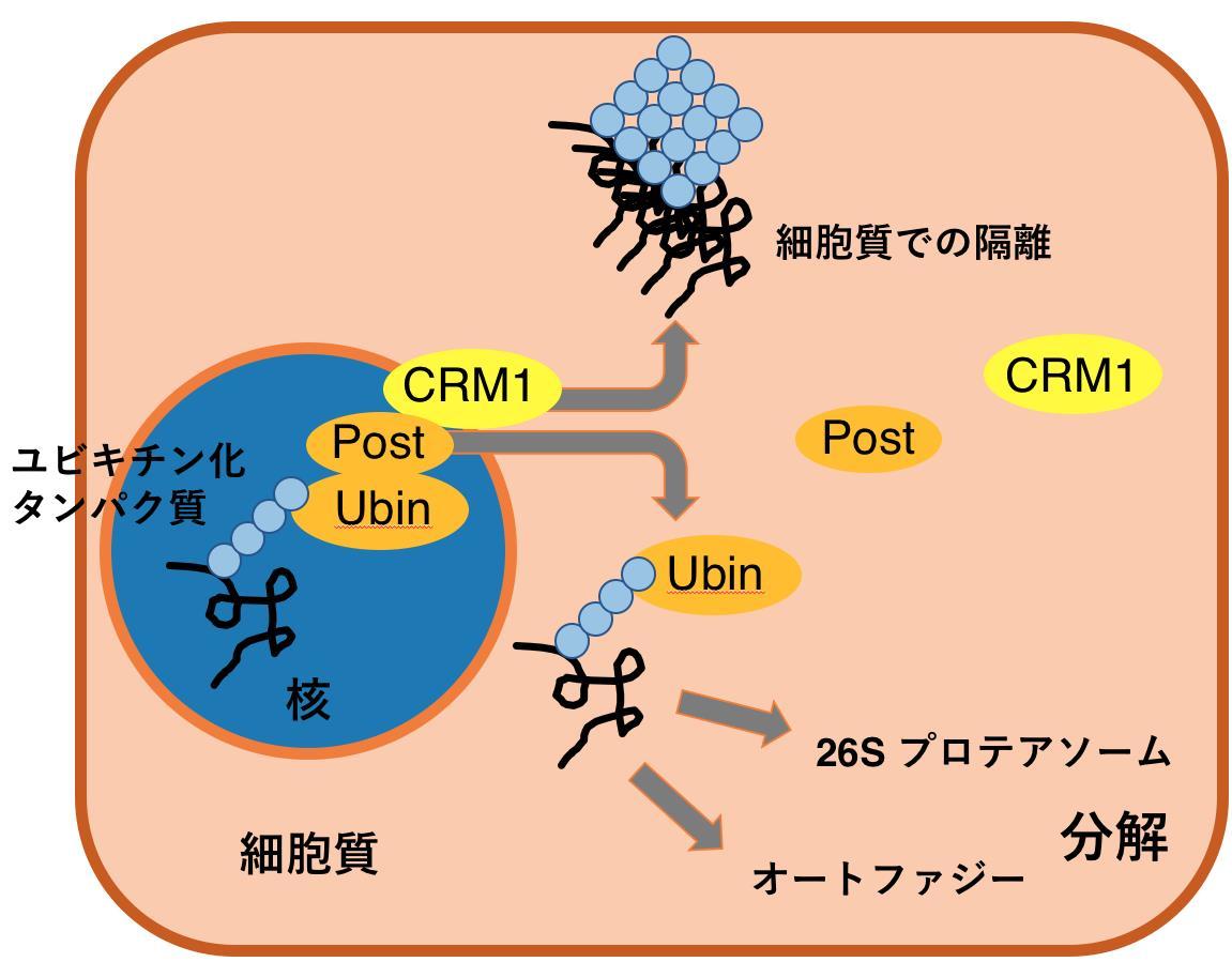 細胞の核にある異常なタンパク質を外に運ぶ新たな仕組みを発見！「UBIN-POST（郵便ポスト）」と命名 -- 京都産業大学 -- 