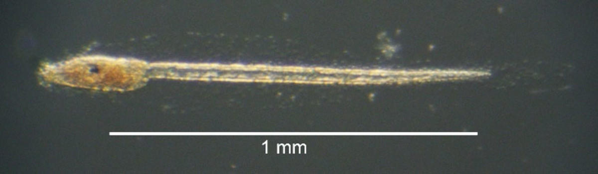 【弘前大学】ホヤのオタマジャクシ幼生の中に20秒を数えるタイマーを発見