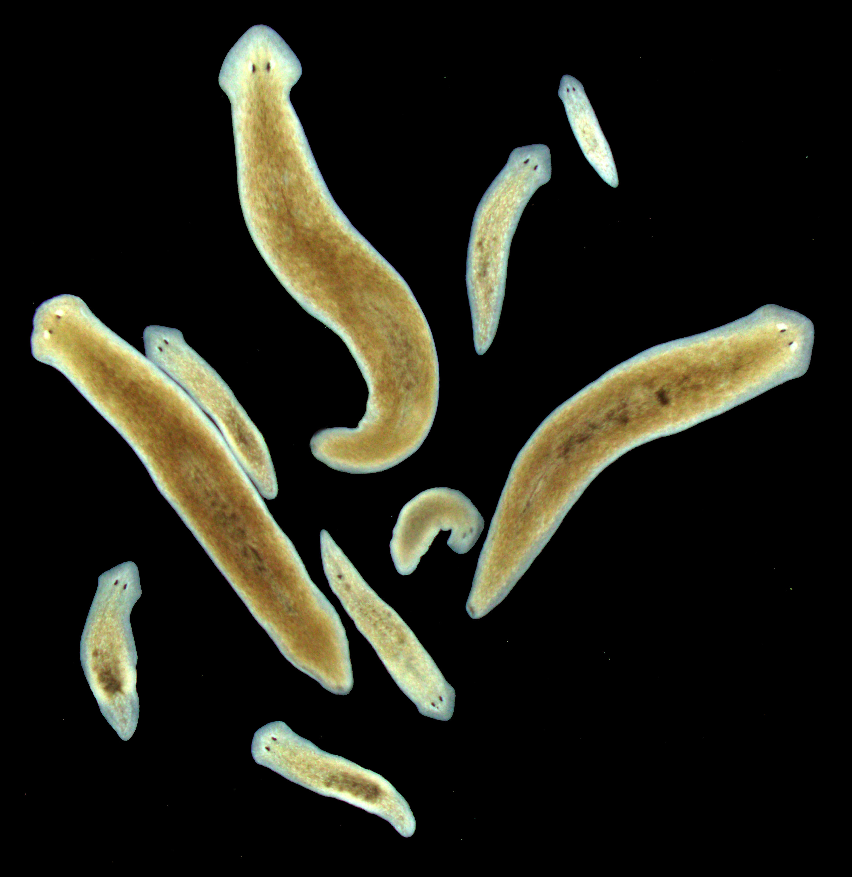 【弘前大学】寄生性扁形動物にはプラナリアに性を誘導する物質が含まれていることを解明 --「顧みられない熱帯病」、吸虫症撲滅を目指した創薬開発の手がかりにも