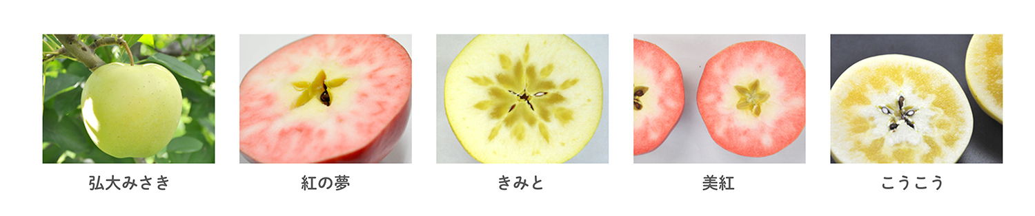 弘前大学で開発されたリンゴ品種のPRとして果汁100％ジュースを生産 ― 5本セットで来年度にも商品化を予定