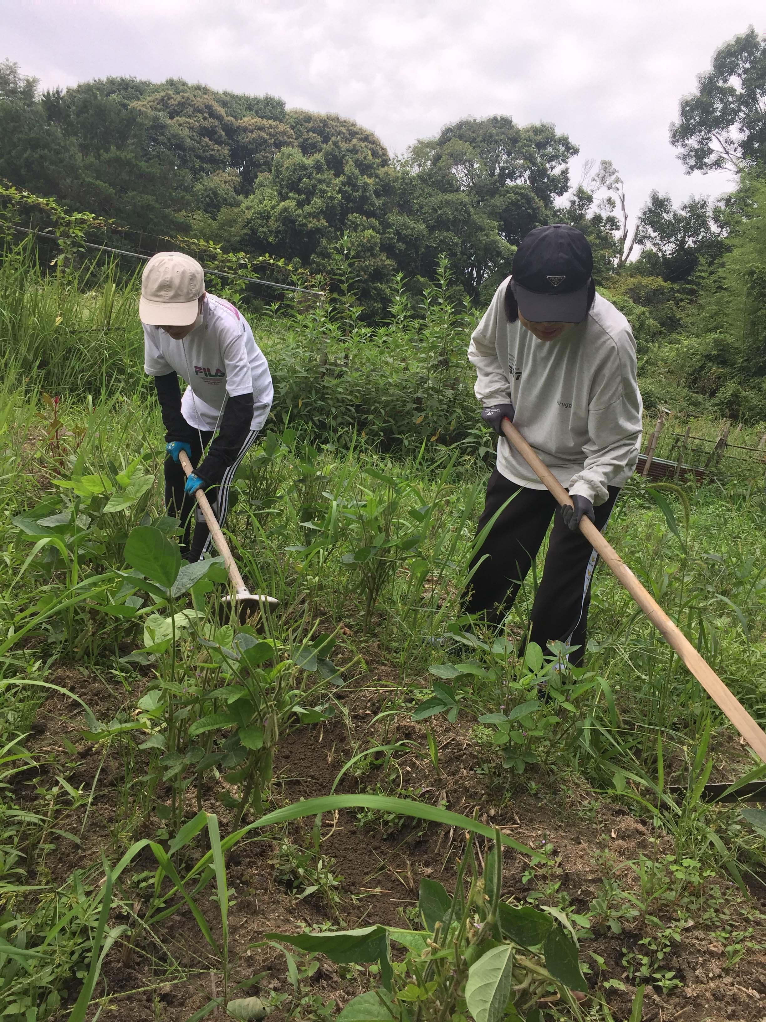 【大阪樟蔭女子大学】■複合型コミュニティづくりを目指す''味噌をいちからつくるプロジェクト''■有機・無農薬栽培大豆の枝豆収穫と賞味会を実施