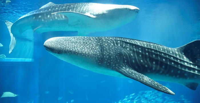 海遊館と近畿大学の文理横断チームが研究調査を開始　水族館での鑑賞体験時の心理的効果を検証