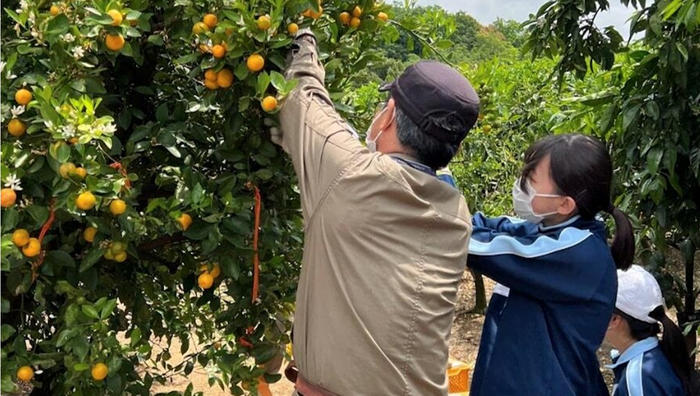 近畿大学附属中学校の生徒が柑橘の収穫を体験　農作物や農家への感謝の心を育む