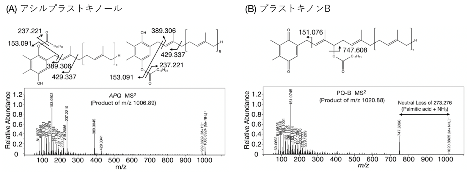 【東京薬科大学】シアノバクテリアにおける新規脂質合成系遺伝子とそのペリクルバイオフィルム形成への貢献を明らかにしました。～光合成微生物を利用した有用物質生産の経済化やアオコの発生抑制方法の開発に期待～