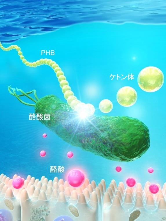 酪酸菌を活性化する次世代プレバイオティクスの論文発表　⽣理学/内分泌学のトップジャーナルに掲載、表紙に採⽤--東京工科大学応用生物学部