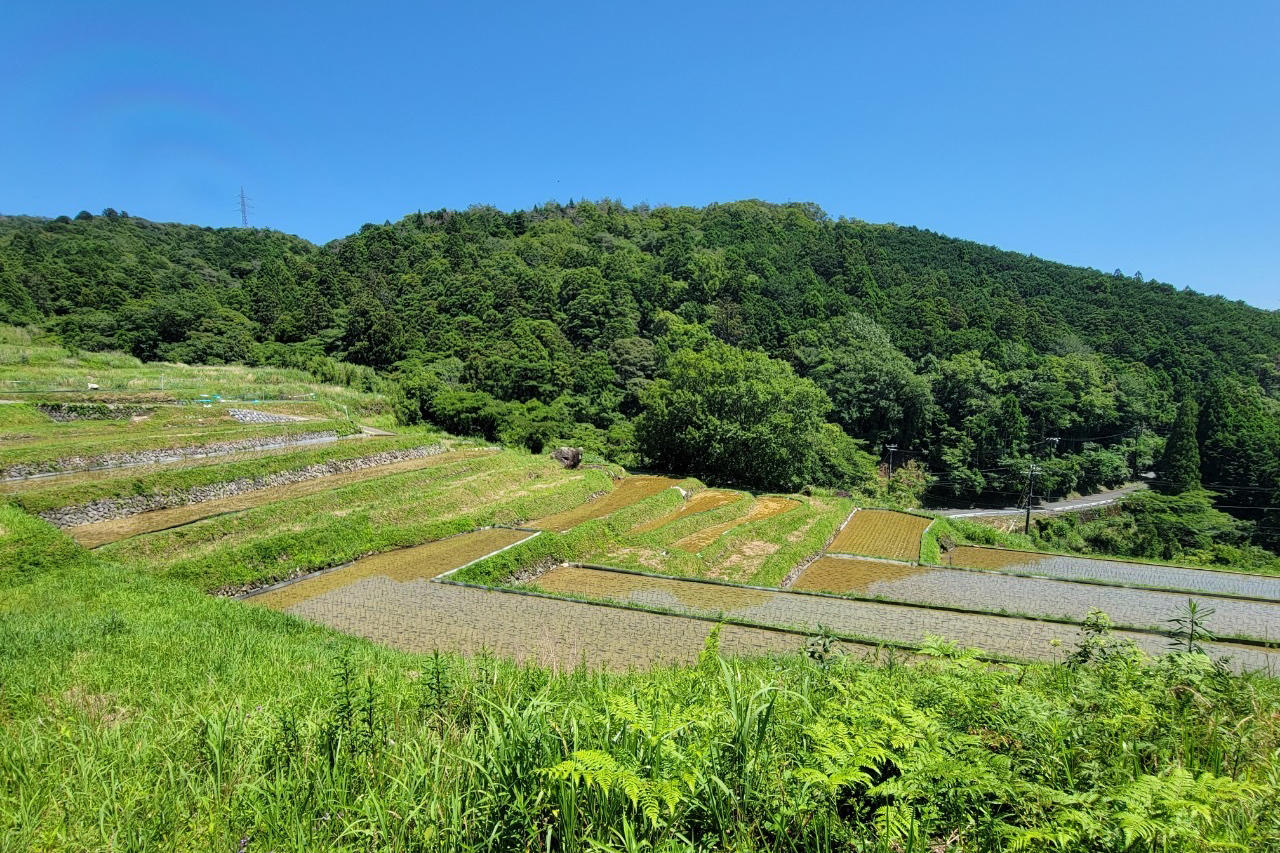 【公立／静岡文化芸術大学】学生団体｢引佐耕作隊｣による｢久留女木の棚田｣での米の脱穀が完了！　収穫したお米「久留女木　棚田の恵｣は1月15日から販売