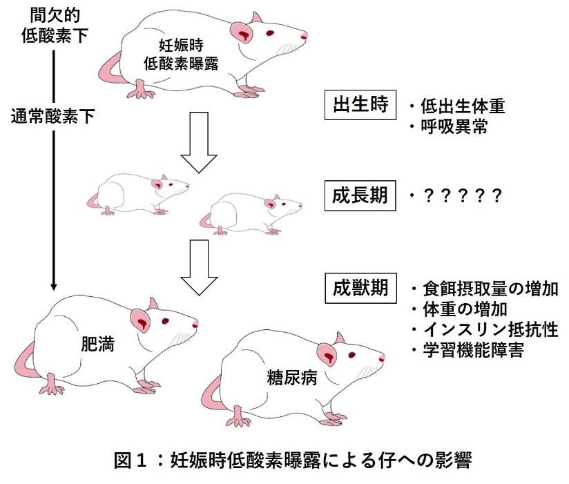 【東京医科大学】妊娠時の間欠的低酸素曝露による成長期仔ラット骨格筋における代謝異常と血管密度の減少を発見　～胎児期における低酸素環境への曝露が、成長後の骨格筋に影響を及ぼす～