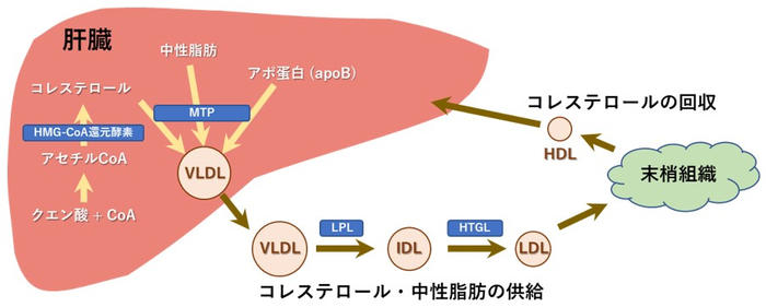 ローズヒップ由来ティリロサイドによる脂質異常症予防作用の可能性が明らかに　「日本生薬学会 第69回年会」において発表