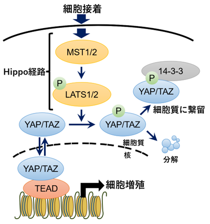 リジン長鎖アシル化による新規転写制御機構の発見 -- 転写因子TEADを標的とした新たながん治療法開発に期待 --