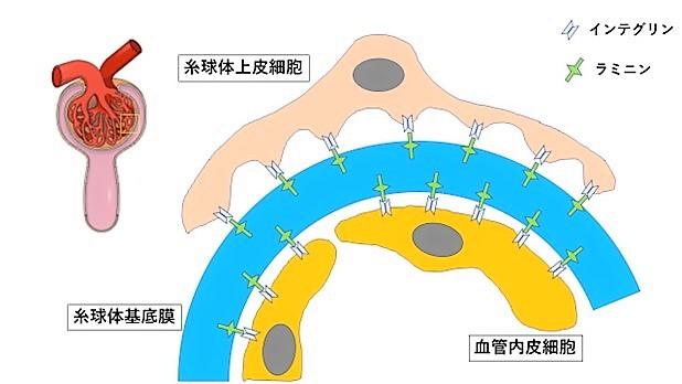 【東京薬科大学】症例が見つからなかった遺伝性腎疾患とそのバイオマーカーを発見 -- 腎臓内科学とマトリックスバイオロジーのmissing pieceが大阪から --