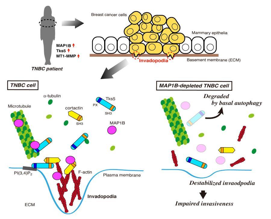 【東京薬科大学】トリプルネガティブ乳がんの浸潤・転移機構の一端を解明--トリプルネガティブ乳がんの新たな診断・治療法の開発に期待--