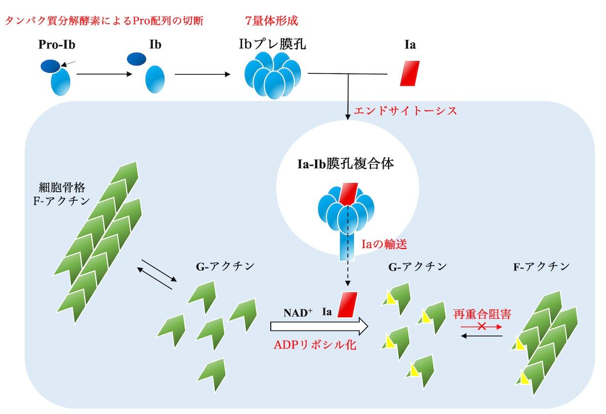 【京都産業大学】細菌毒素タンパク質が膜透過するメカニズムをクライオ電子顕微鏡により解明 — 英国科学誌「Nature Structural & Molecular Biology」オンライン版に掲載