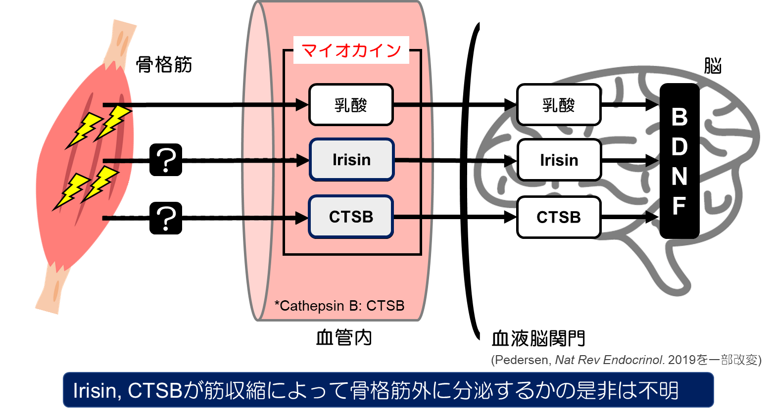 アニマルフリーとして期待される3次元骨格筋培養細胞によって世界で初めて発見！　「骨格筋由来の生理活性物質であるIrisinは骨格筋収縮により分泌される」 — 大阪工業大学