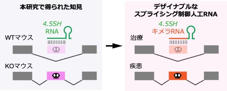 マウスは進化の過程で遺伝子治療薬として働く RNAを獲得していたことを解明～ヒトの遺伝病を治療できる人工RNAの開発に期待～–摂南大学