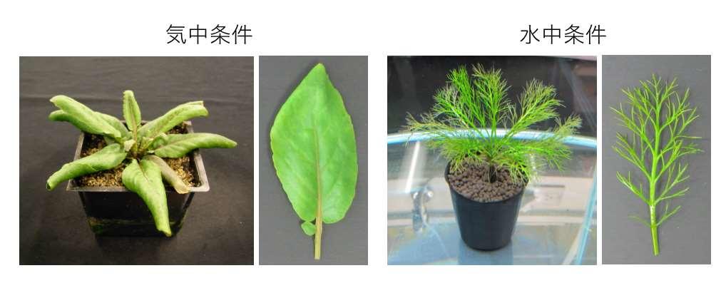 【京都産業大学】葉の形を変えて水中で生き延びる植物の謎を解明！ ―国際学術誌 『Communications Biology』に掲載