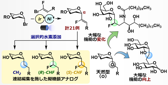 “見た目はそっくり、中身は違う”（C-グリコシド型）擬複合糖質を開発　-分岐合成法の確立と生物活性が大きく異なる多様なアナログ群の創出- 摂南大学