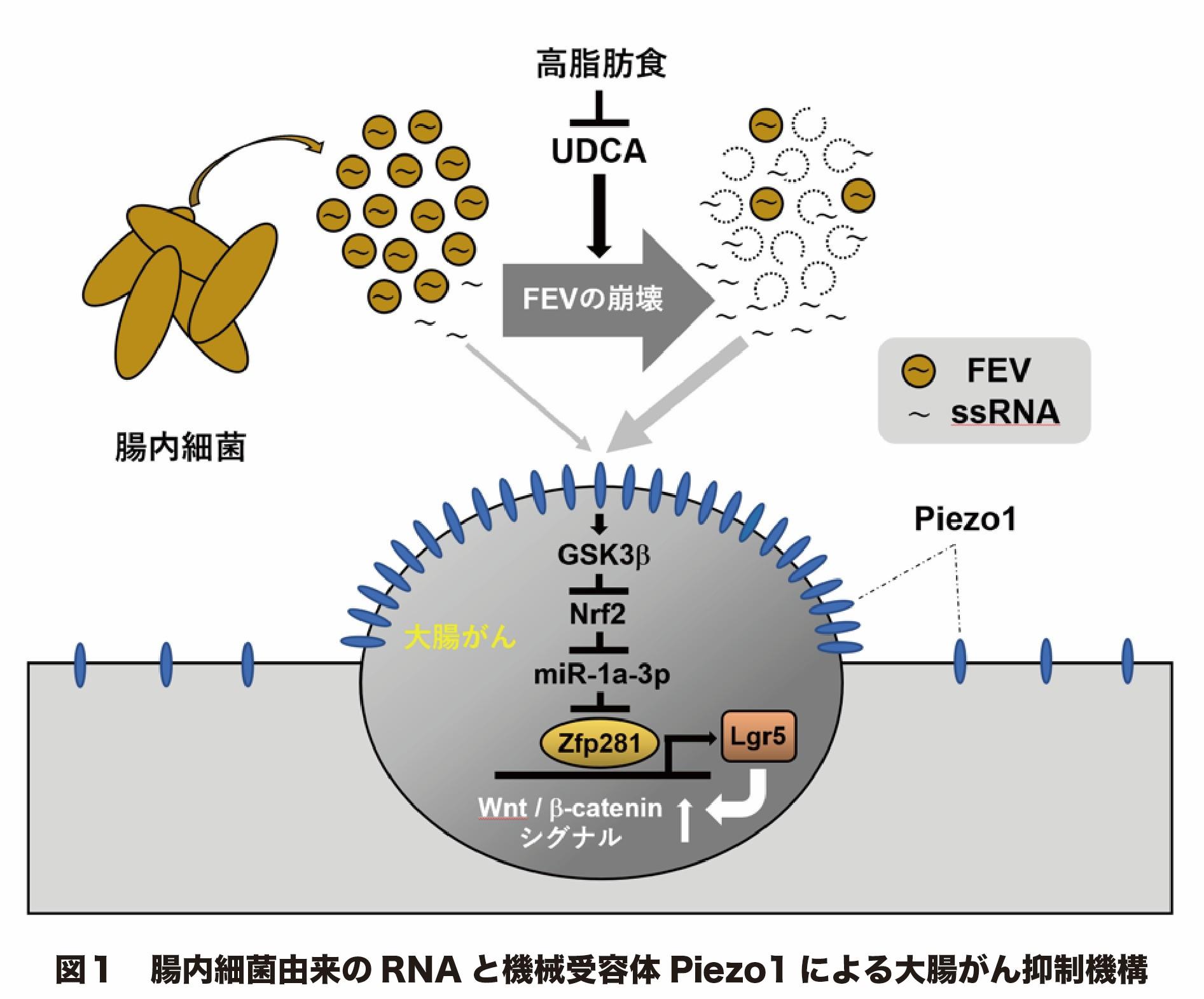 昭和医科大学などの研究グループが、腸内細菌由来RNAと機械刺激受容体Piezo1による新しい大腸がん抑制メカニズムを発見