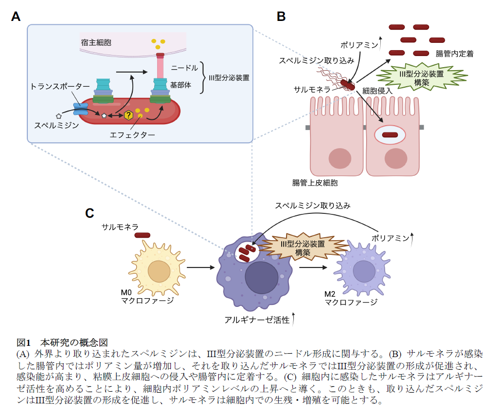 病原細菌サルモネラは宿主ポリアミンを利用し、病原因子III型分泌装置を構築することにより、感染する –ポリアミンの制御は、細菌感染を抑制する可能性を発見 –北里大学