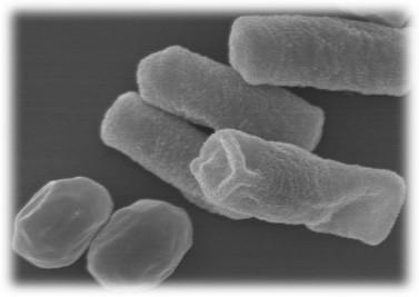 有胞子性乳酸菌プロバイオティクスの養殖魚における斃死抑制効果を確認