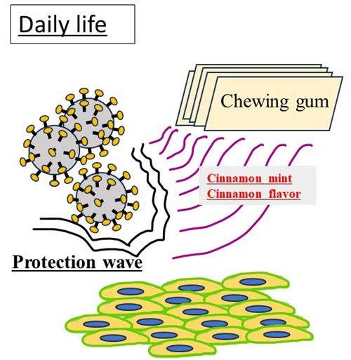 【日本大学】シナモンが新型コロナウイルス感染を阻害するメカニズムを解明