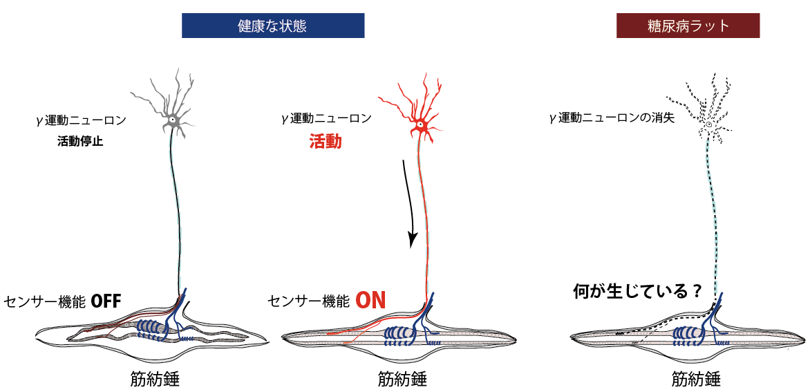 健康科学大学理学療法学科の村松憲准教授らが糖尿病性神経障害による転倒リスク上昇のメカニズムの一部を解明 — 糖尿病性神経障害の新たな治療対象の存在を示す