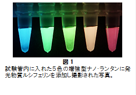 単一分子も検出できる！高光度マルチカラー化学発光タンパク質を開発 –複数の生命現象を高感度計測する新技術–大阪大学