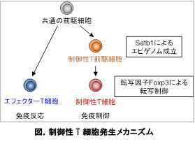 制御性T細胞発生に関わる重要なタンパク質を同定 — 自己免疫疾患やアレルギーの治療に光 — 大阪大学