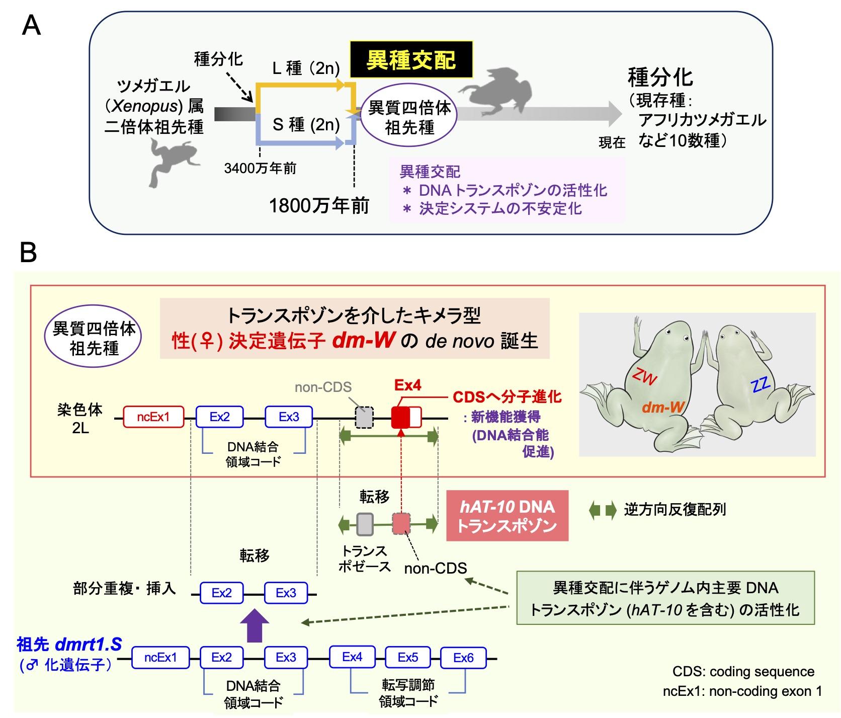 利己的DNA（トランスポゾン）を介したメス誘導性の性決定遺伝子の誕生！ — 北里大学