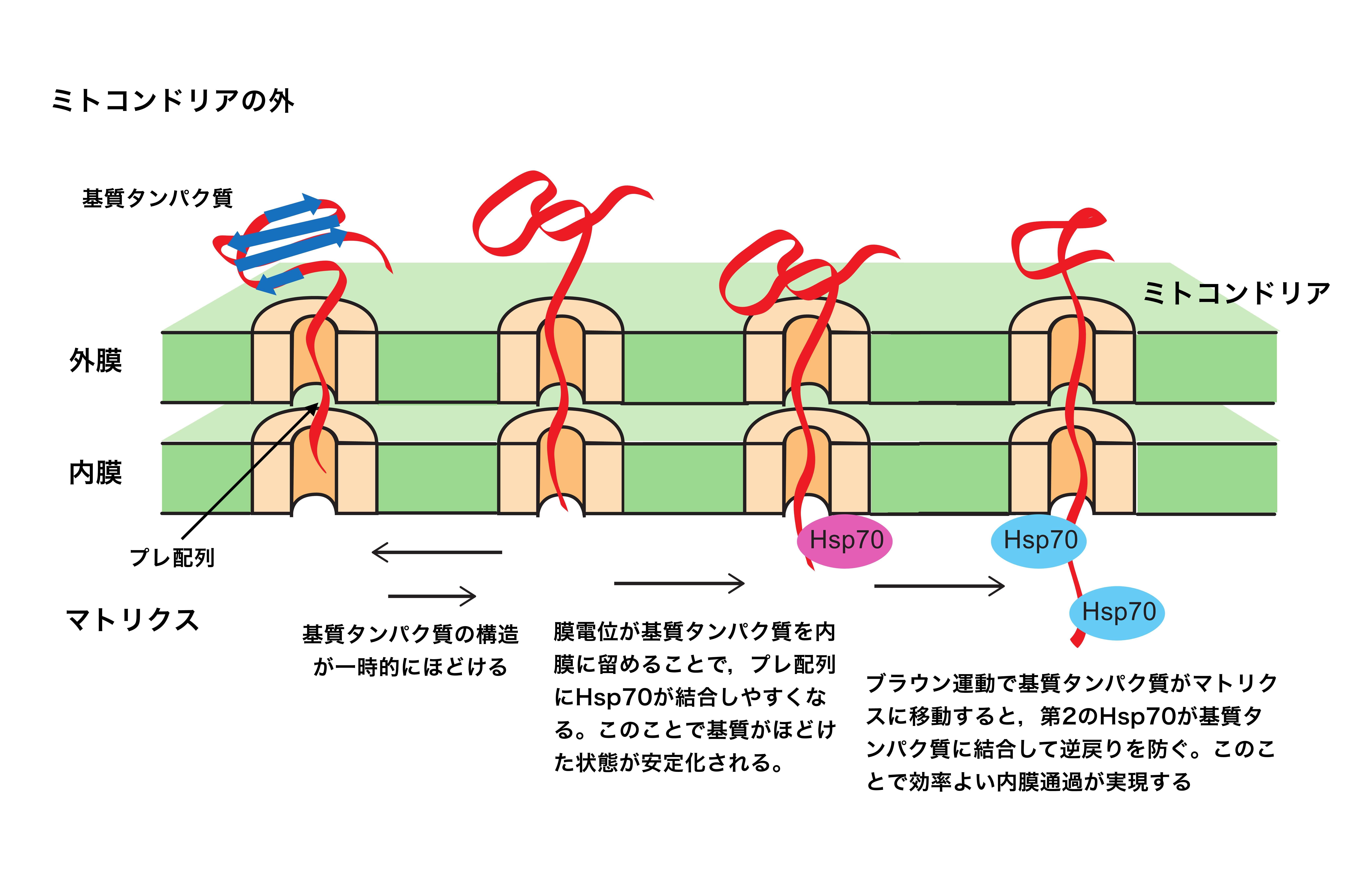 【京都産業大学】ミトコンドリアにおける膜電位の定説を覆す役割を解明 — Scientific Reports誌に掲載