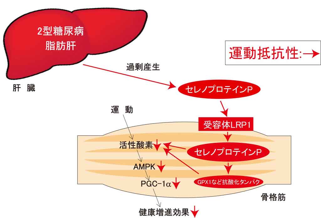 金沢大学医学系のグループが、運動の効果に個人差がある原因の一つを解明 — 「運動効果増強薬」の開発や、運動効果の出やすさ診断へ