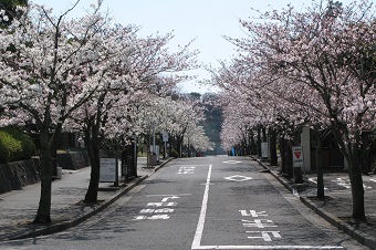 関東学院大学 桜まつり 開催 — 近隣地域との交流会として — 4月1日（土）横浜・金沢文庫キャンパス