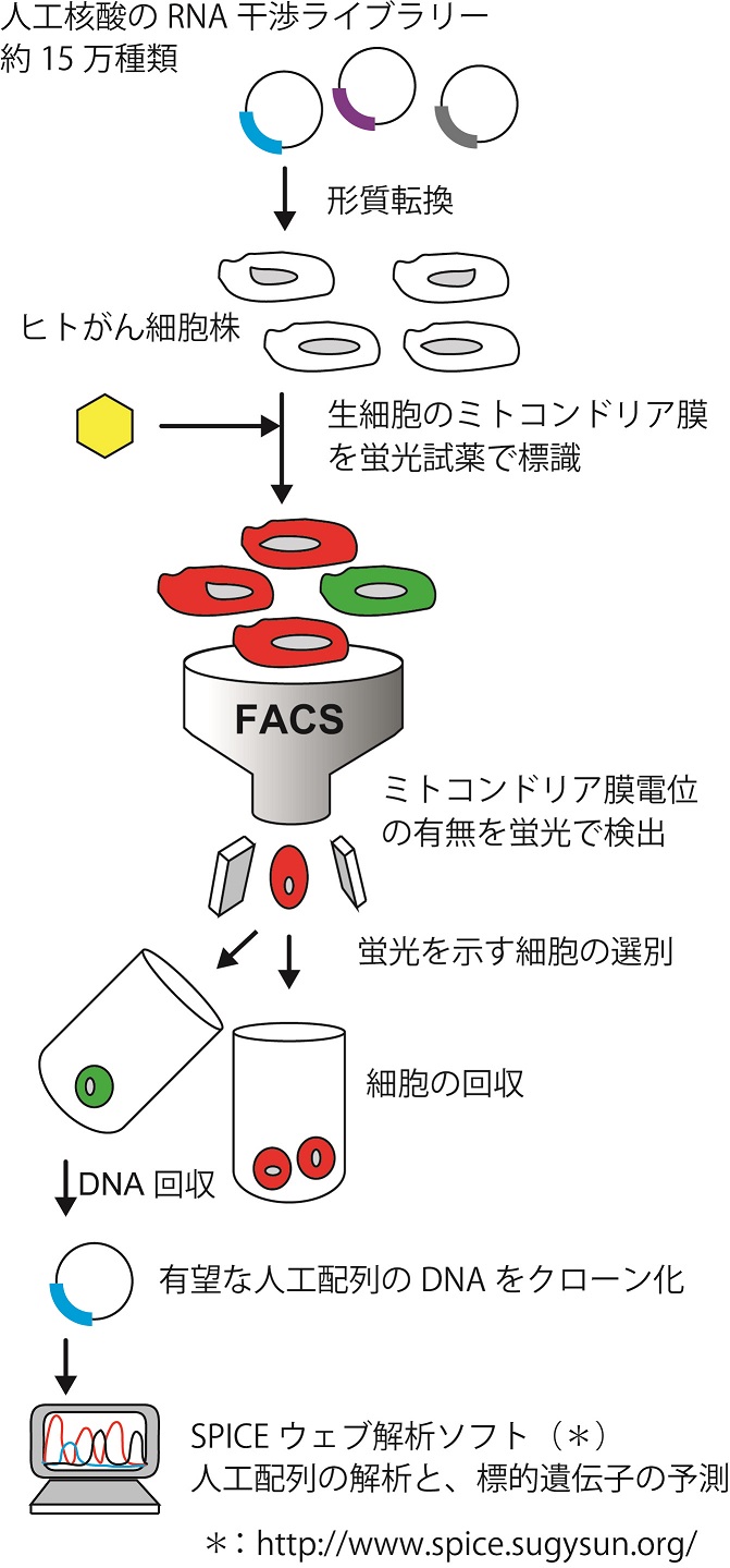 がん細胞死を誘導する人工配列の核酸の創製に成功 –核酸医薬の開発に期待– 東京工科大学応用生物学部